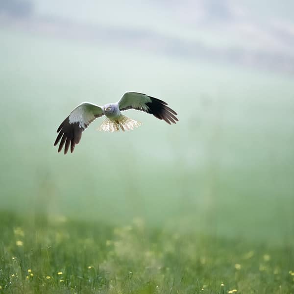 Le ballet aérien du busard Saint-Martin Le soleil peine à percer la brume matinale qui enveloppe le champ d'une douce lumière diffuse