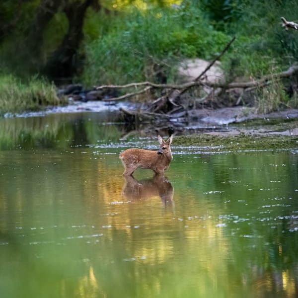 Faon traverse l'eau au bord de Loire 850_0984-Dn-7Mo7Mo