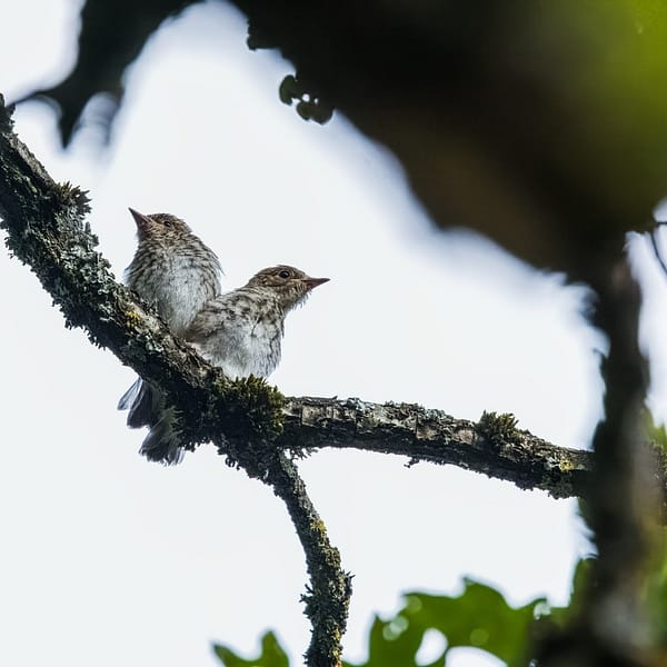 Un jour, alors que j'allais en affût pour photographier des chevreuils, j'ai eu la chance d'observer deux jeunes gobemouches juvéniles se faire nourrir par leur mère à quelques mètres de moi, à côté de la route. La scène a duré un long moment, et les oiseaux ne semblaient pas du tout inquiets de ma présence. J'ai pu observer attentivement les oiseaux et voir comment la mère gobemouche les nourrissait avec des insectes. Les jeunes oiseaux étaient très voraces et mangeaient très vite. La mère gobemouche était très patiente et continuait à les nourrir jusqu'à ce qu'ils soient rassasiés. J'ai été très impressionné par la beauté et la grâce des gobemouches. J'ai également été ravi de pouvoir observer de près la scène de nourrissage, qui est un moment très important dans la vie des jeunes oiseaux.