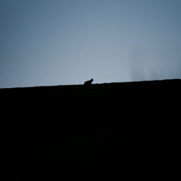 Silhouette de chat forestier