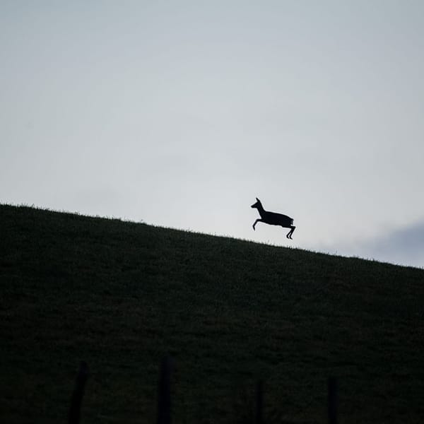 Silhouette de chevreuil sur une crête