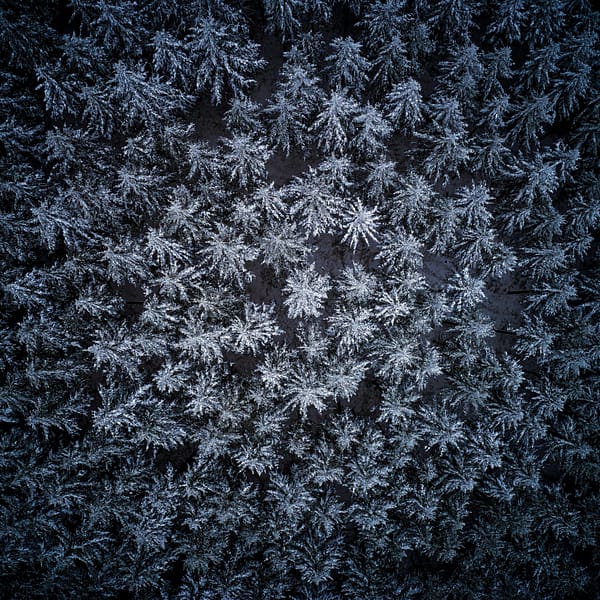 Forêt en hiver